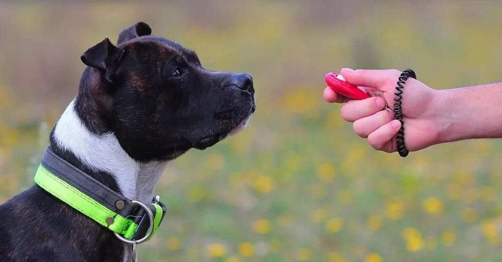 Dog Training Program